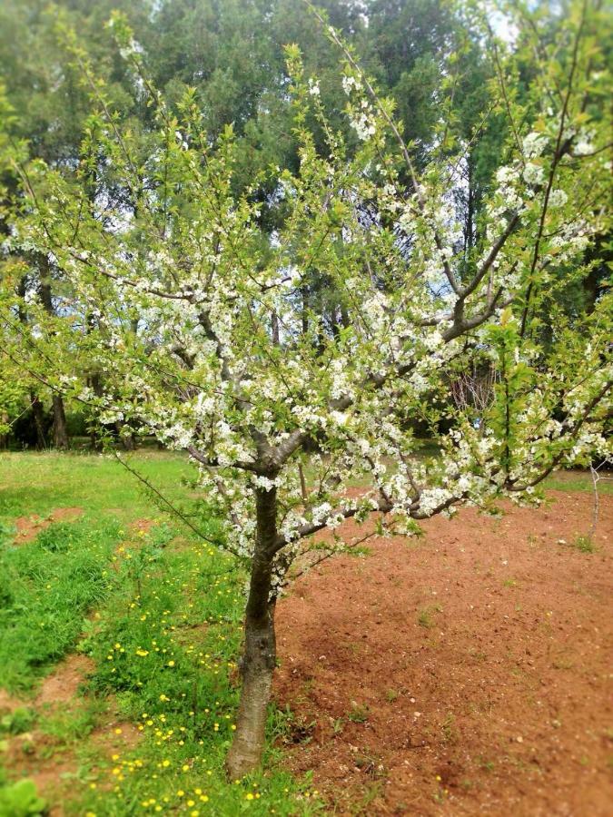 La Macchia Bed & Breakfast Melendugno Dış mekan fotoğraf